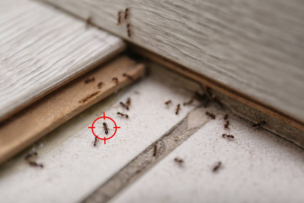 Best Bed Bug Extermination  in Jonesville, NC