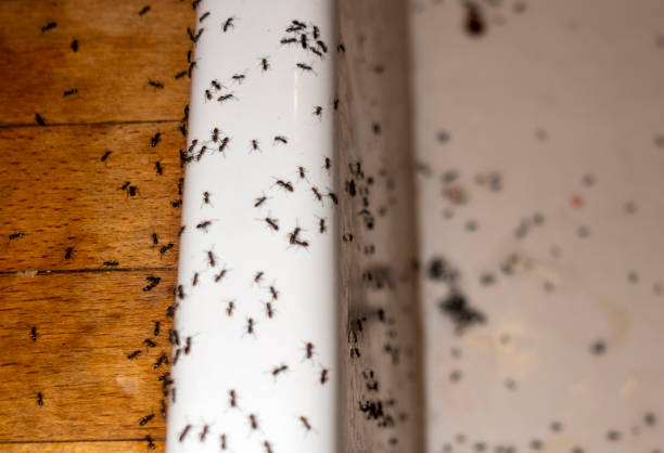 Best Wildlife Control Services  in Jonesville, NC