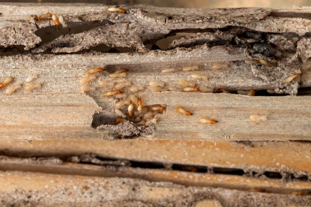 Best Bed Bug Extermination  in Jonesville, NC
